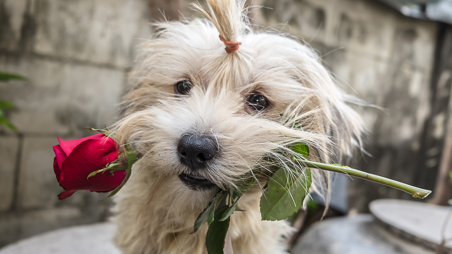 White-haired yorkie dog with elastic band on head, holding hair up, with a red rose in its mouth.