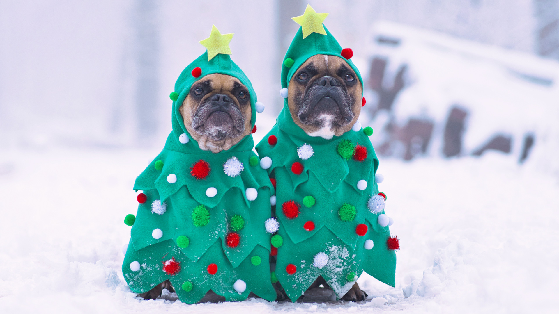 Two pugs in a snowy place standing next to each other dressed as Christmas trees.